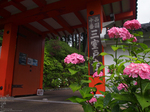 三室戸寺_紫陽花_2012_yaotomi_お写ん歩_2.jpg