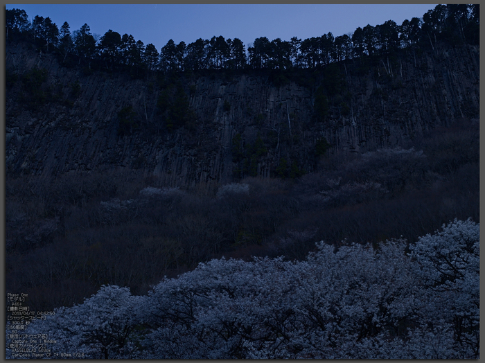 屏風岩公苑の桜_2013yaotomi_1st.jpg