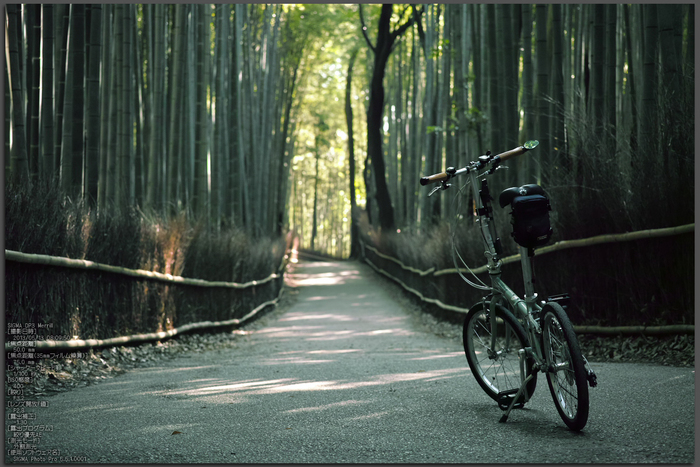 嵯峨野竹林_2013yaotomi_1st.jpg