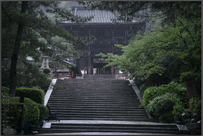 長谷寺の紫陽花_2013yaotomi_1st.jpg