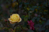 大和七福八宝めぐり,おふさ観音,2014_DSC_6477Cap(F3.5,NIKKOR58,1,4G,D800E,FULL)2014yaotomi.jpg